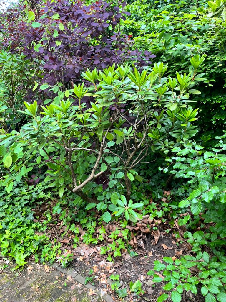 Rhododendron, Tuin en Terras, Planten | Tuinplanten, Vaste plant, Halfschaduw, Lente, Ophalen
