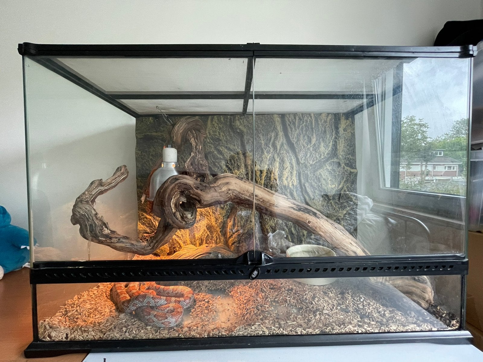 Rattenslang Milly met terrarium en toebehoren Rat Snake photo 3