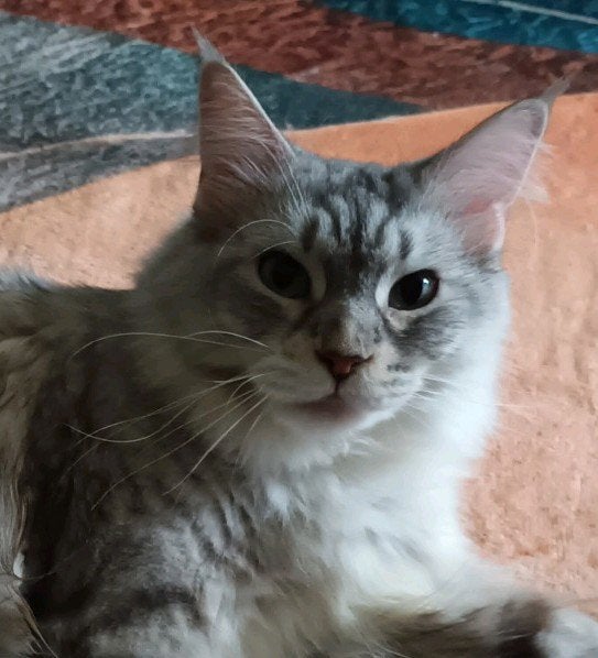lieve prachtige maine coon poes, Dieren en Toebehoren, Poes, Ontwormd, 3 tot 5 jaar