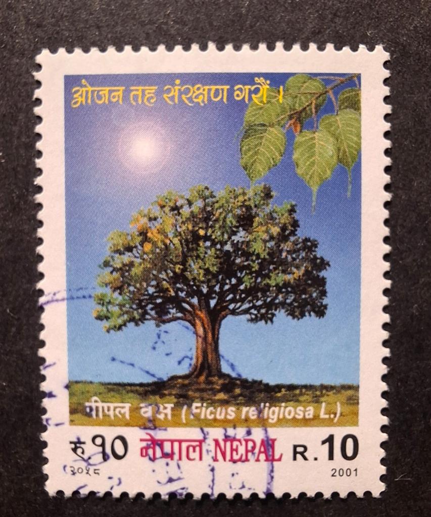 Nepal boom, Ophalen of Verzenden, Dier of Natuur