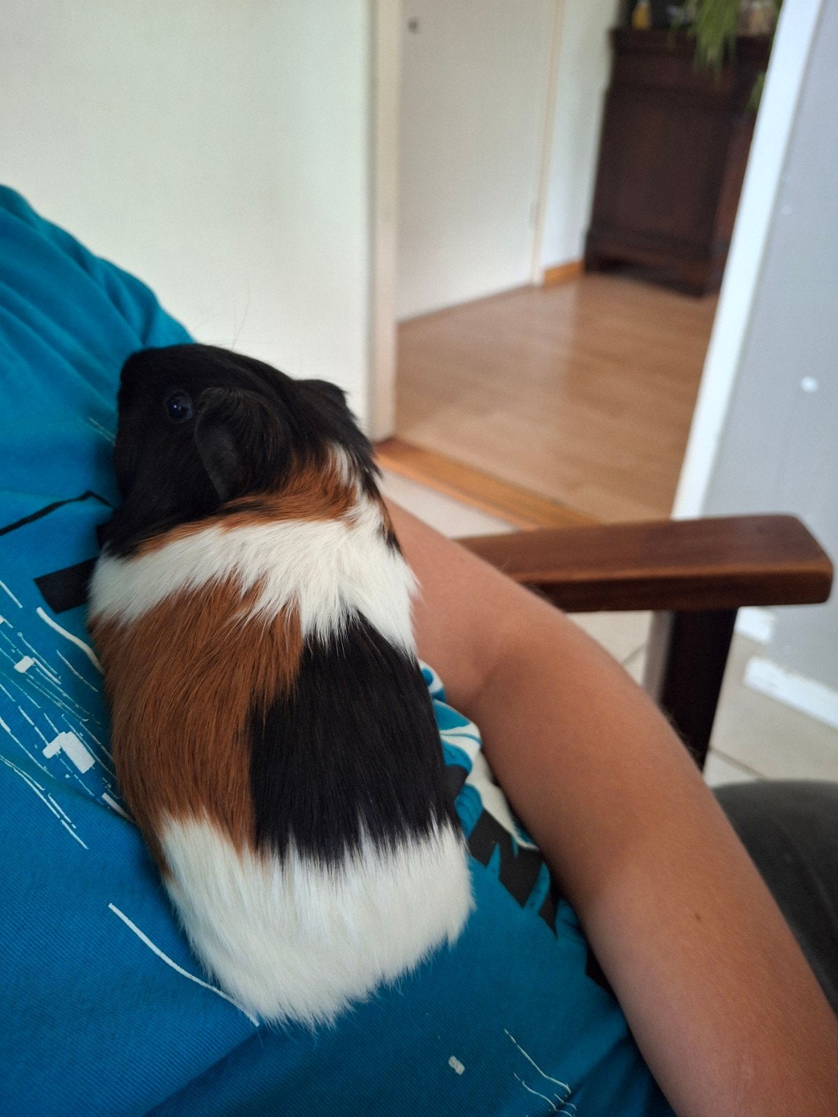 jonge cavia's, Dieren en Toebehoren, Cavia, Mannelijk, Juli, Tam