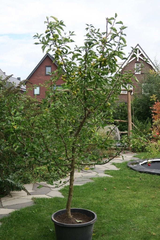Appelboompje sierappeltjes 2,3 m hoog, Overige soorten, Lente, 100 tot 250 cm, Ophalen