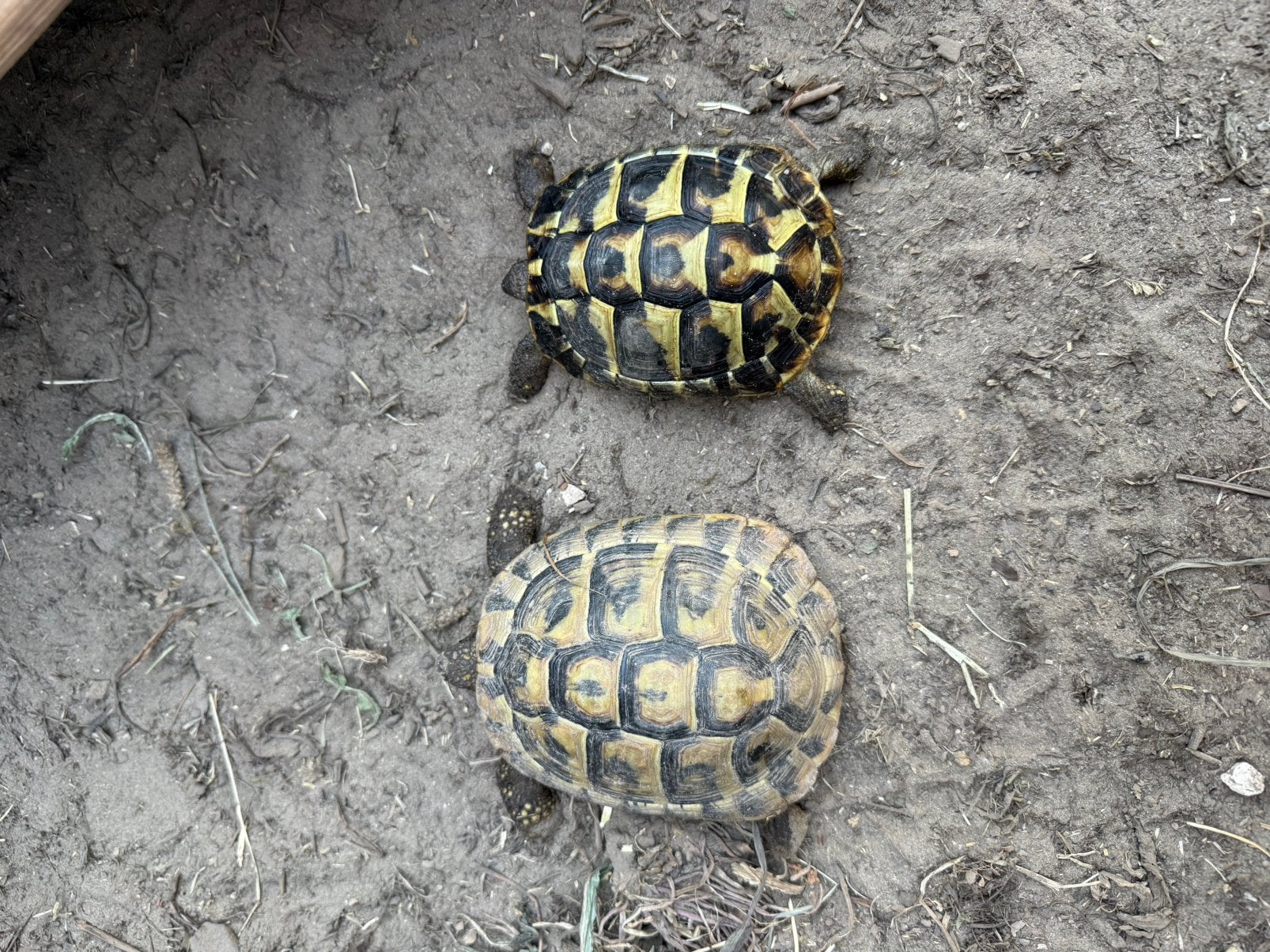 Griekse landschildpad, Schildpad