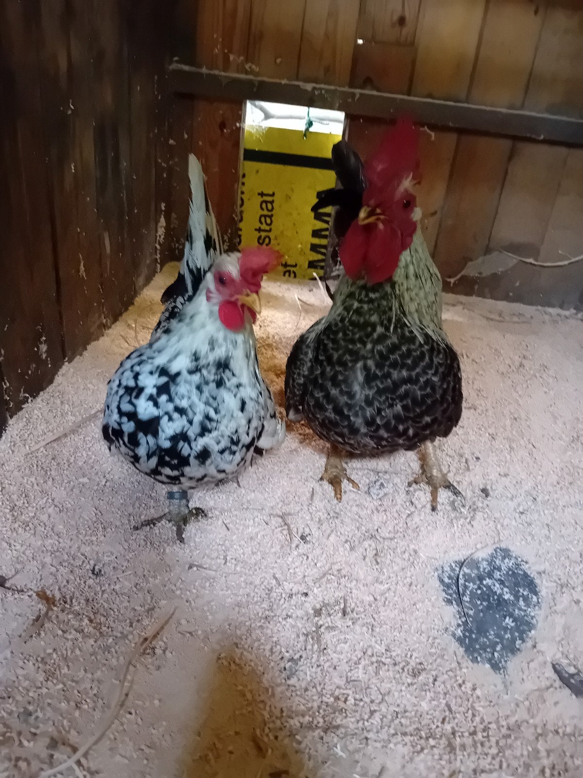koppel chabo's/japanse krielen., Dieren en Toebehoren, Meerdere dieren, Kip
