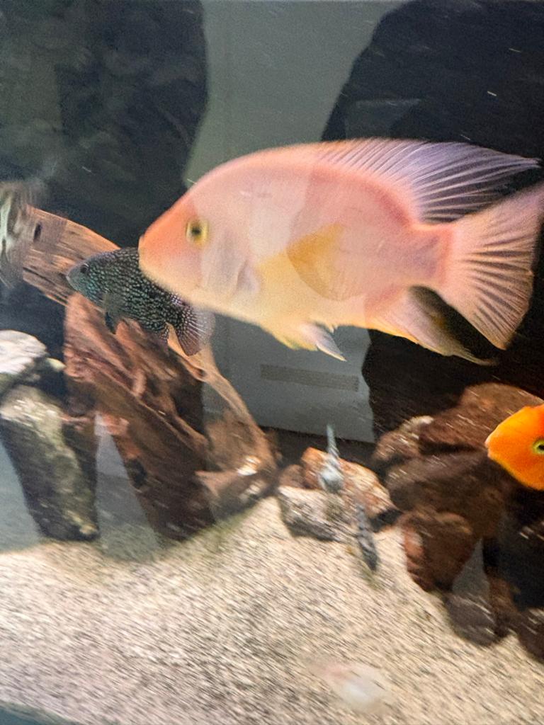Red tecas cichlide, Dieren en Toebehoren, Vissen | Aquariumvissen, Vis