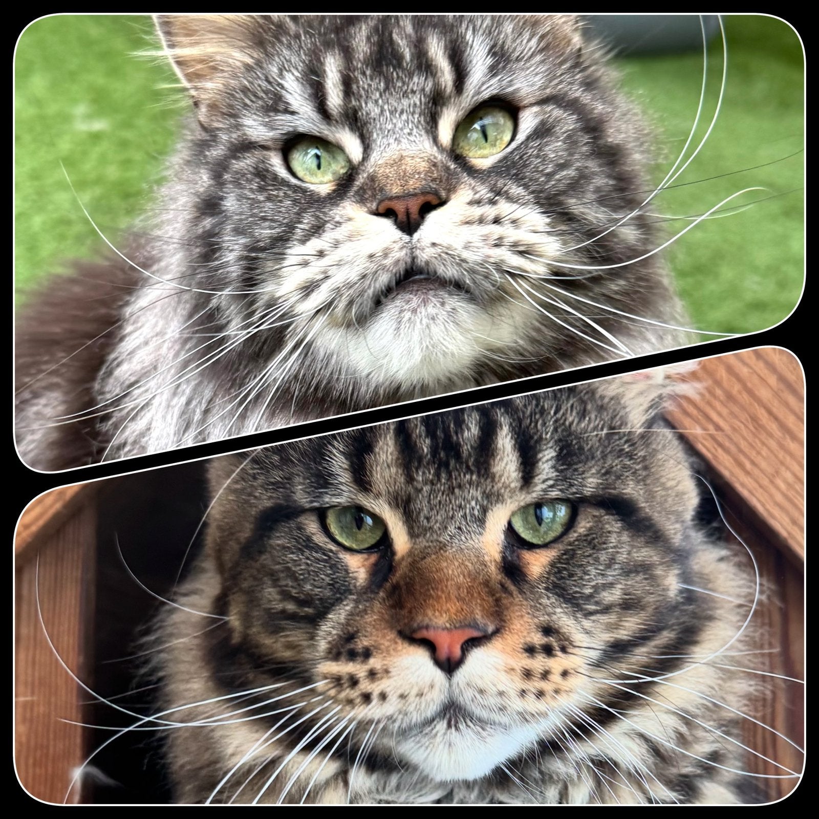 Maine Coon kitten, Poes, Met stamboom, 0 tot 2 jaar