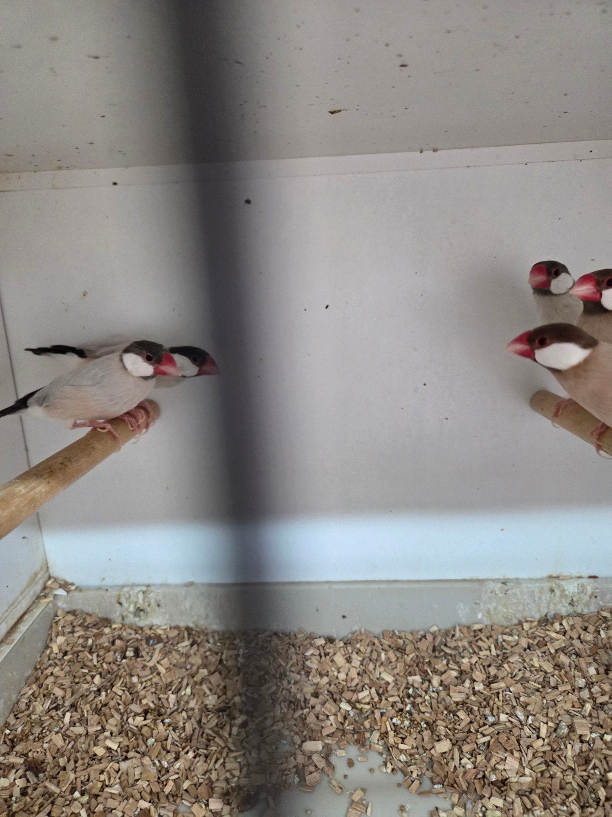 Mooie rijstvogels, Dieren en Toebehoren, Meerdere dieren