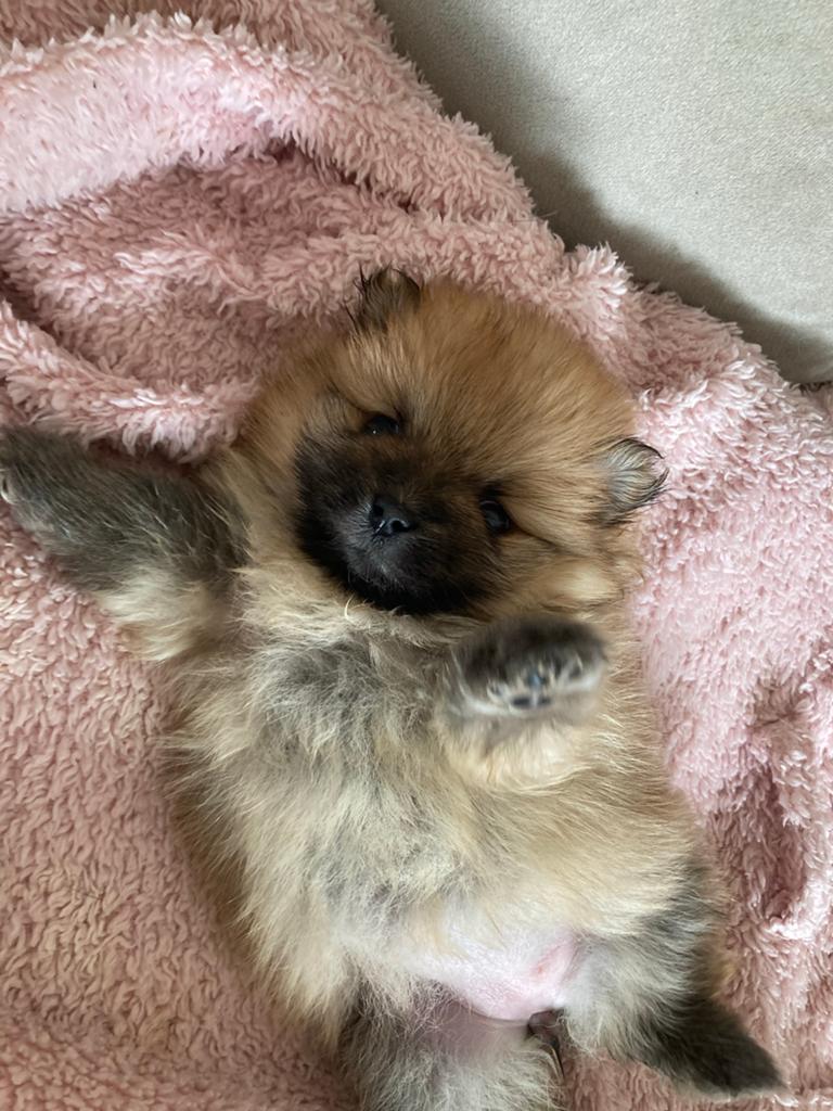 Prachtig nestje kleinkeesjes( pommeriaantjes), Keeshond, Teef, Parvo, Eén hond