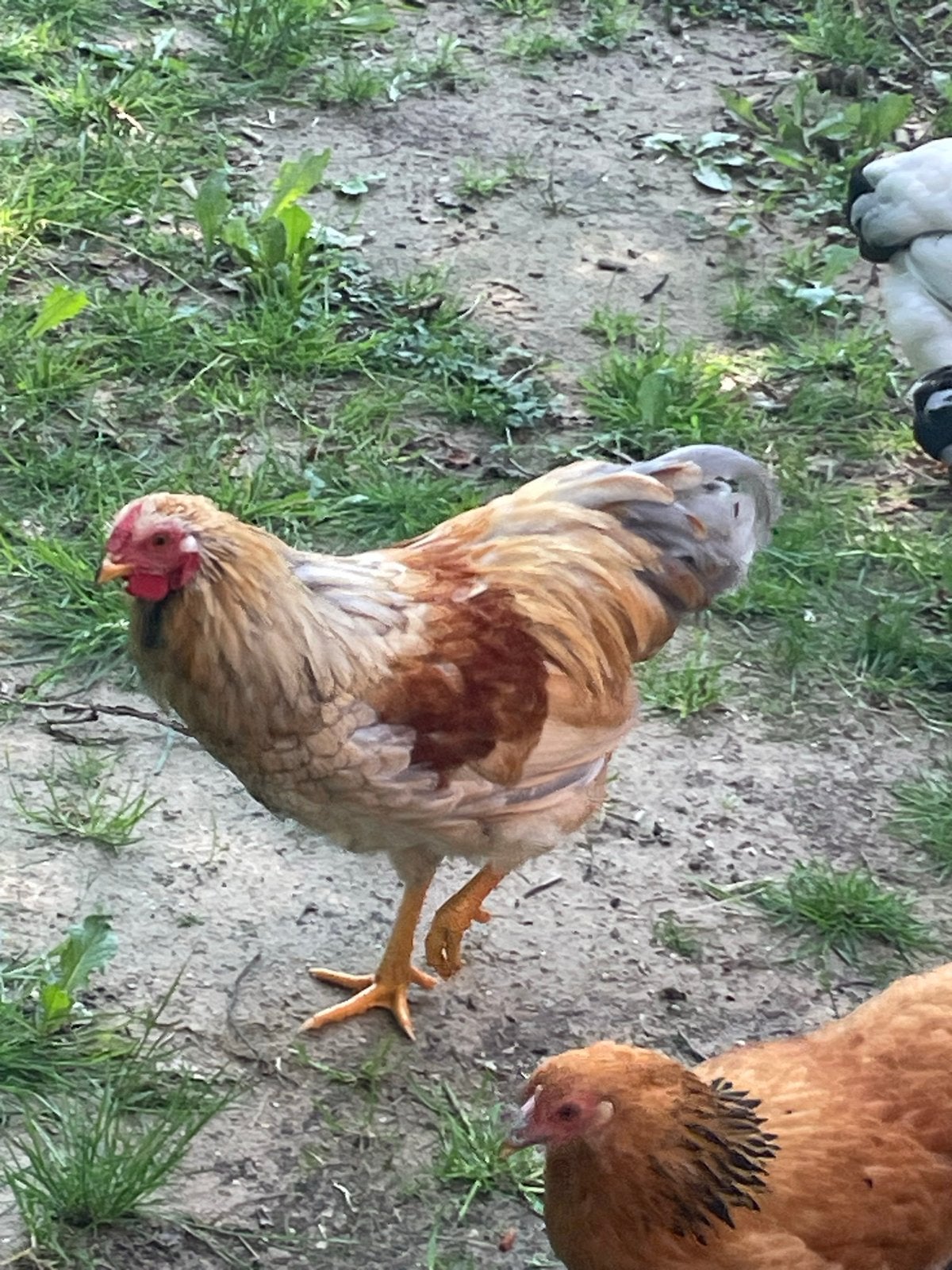 Jonge hanen. Wyandotte kriel., Dieren en Toebehoren, Pluimvee, Mannelijk, Kip