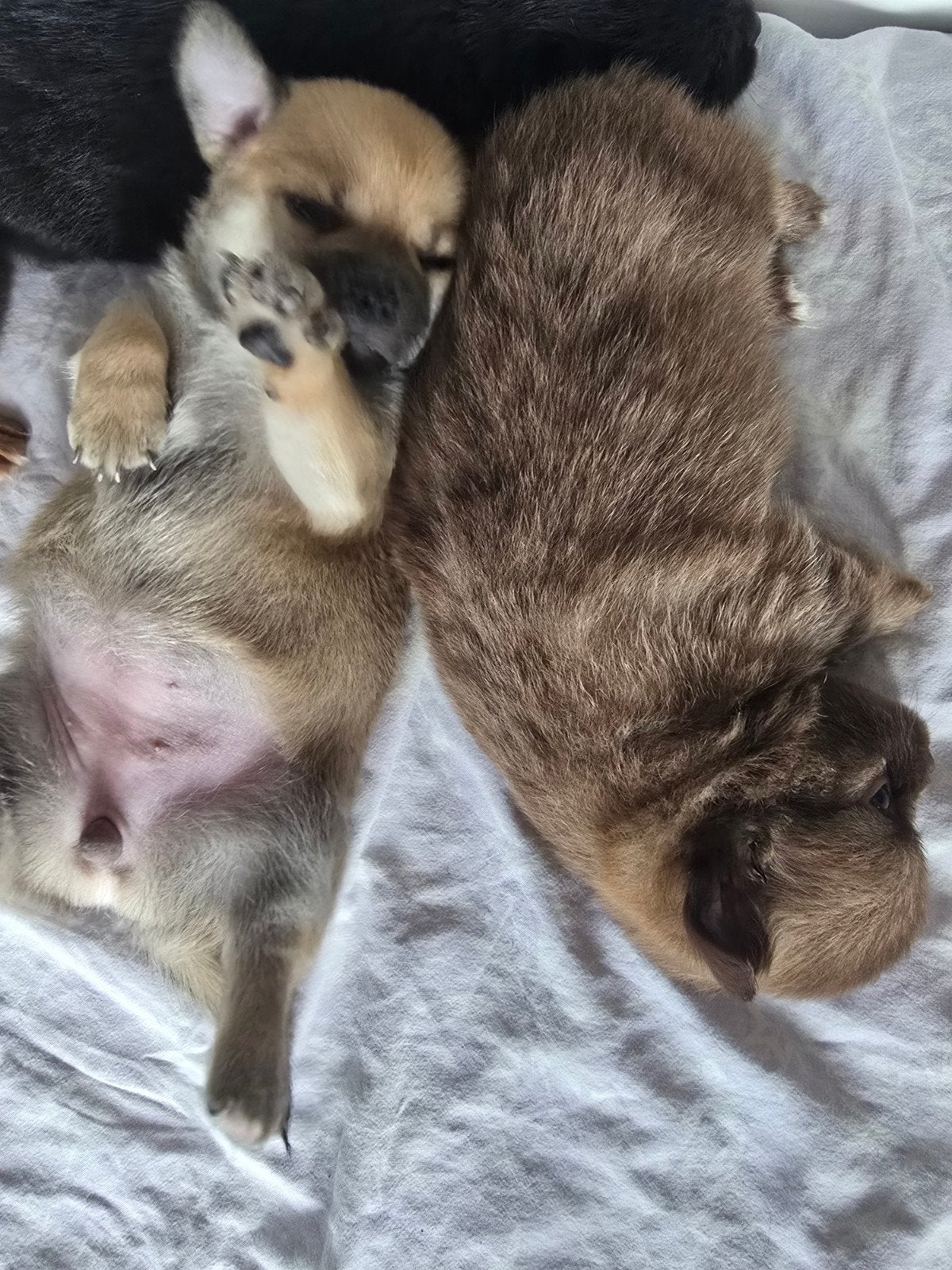 4 prachtige pomchipups, Overige rassen, 8 tot 15 weken, Parvo, Meerdere