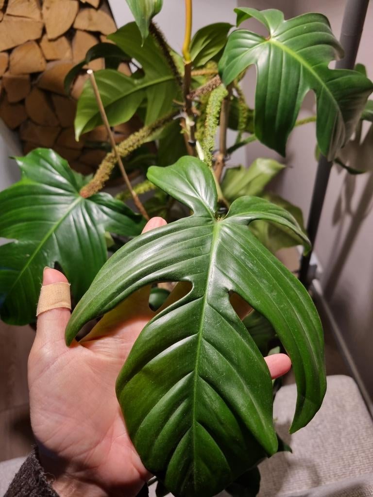 philodendron squamiferum stek, Ophalen of Verzenden, Halfschaduw, Minder dan 100 cm
