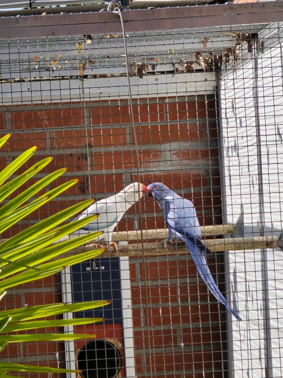 blauw opaline bleekstaart x violet blauw opaline/bleekstaart, Meerdere dieren, Parkiet, Geringd