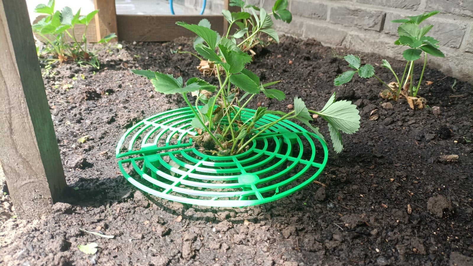 Aardbei ondersteuning, Tuin en Terras, Hand-tuingereedschap, Verzenden, Nieuw