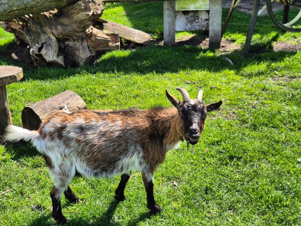 Mooie hermelijn dwerggeit, Dieren en Toebehoren, Schapen, Geiten en Varkens, Mannelijk, Geit