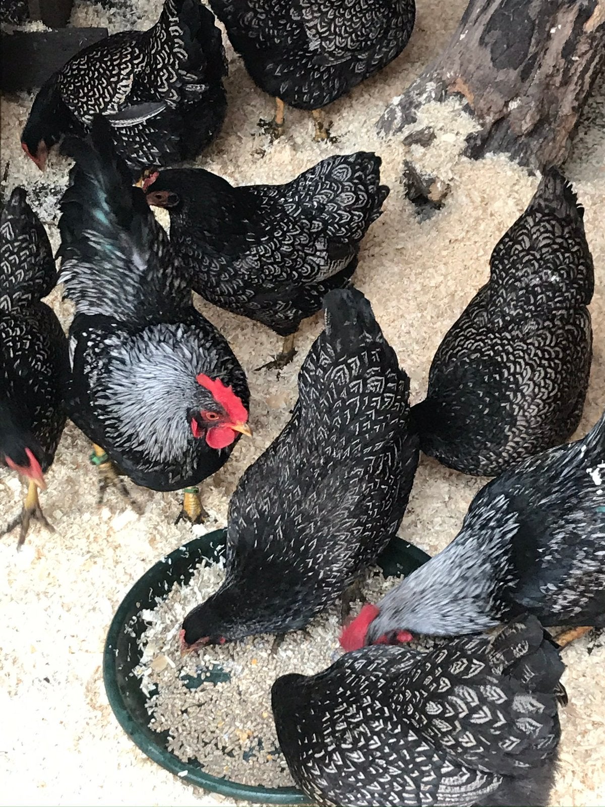 Baenevelders kriel zilver gezoomd (  haantjes), Dieren en Toebehoren, Mannelijk, Kip