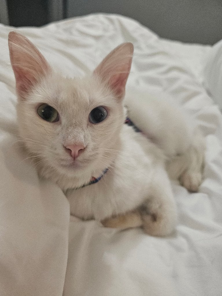 Angora cats, Poes, Gechipt, 0 tot 2 jaar