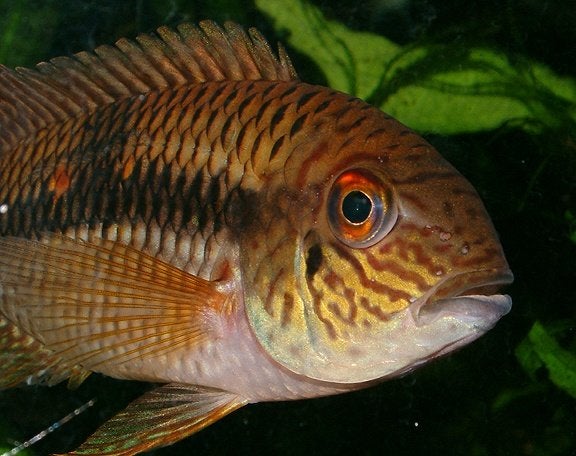 Zuid Amerikaanse Cichliden: Aequidens diadema, Dieren en Toebehoren, Vis, Zoetwatervis