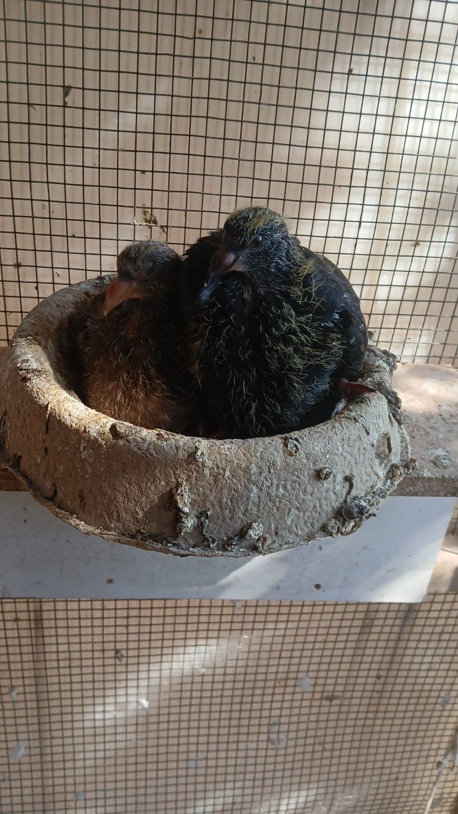 2 piepertjes 1,5 week speenklaar, Dieren en Toebehoren, Vogels | Duiven, Meerdere dieren