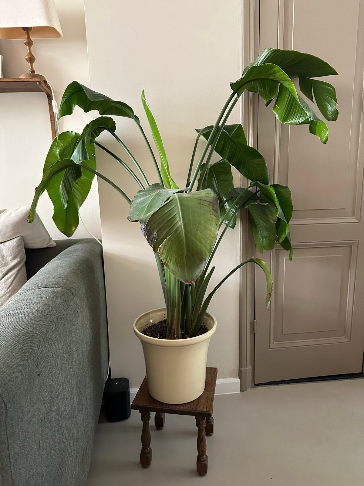 Grote Strelitzia Nicolai kamerplant met pot 140 cm, Huis en Inrichting, Ophalen, Overige soorten, Halfschaduw, In pot