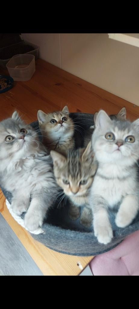 Prachtige Britse Korthaar kittens te koop, Meerdere dieren