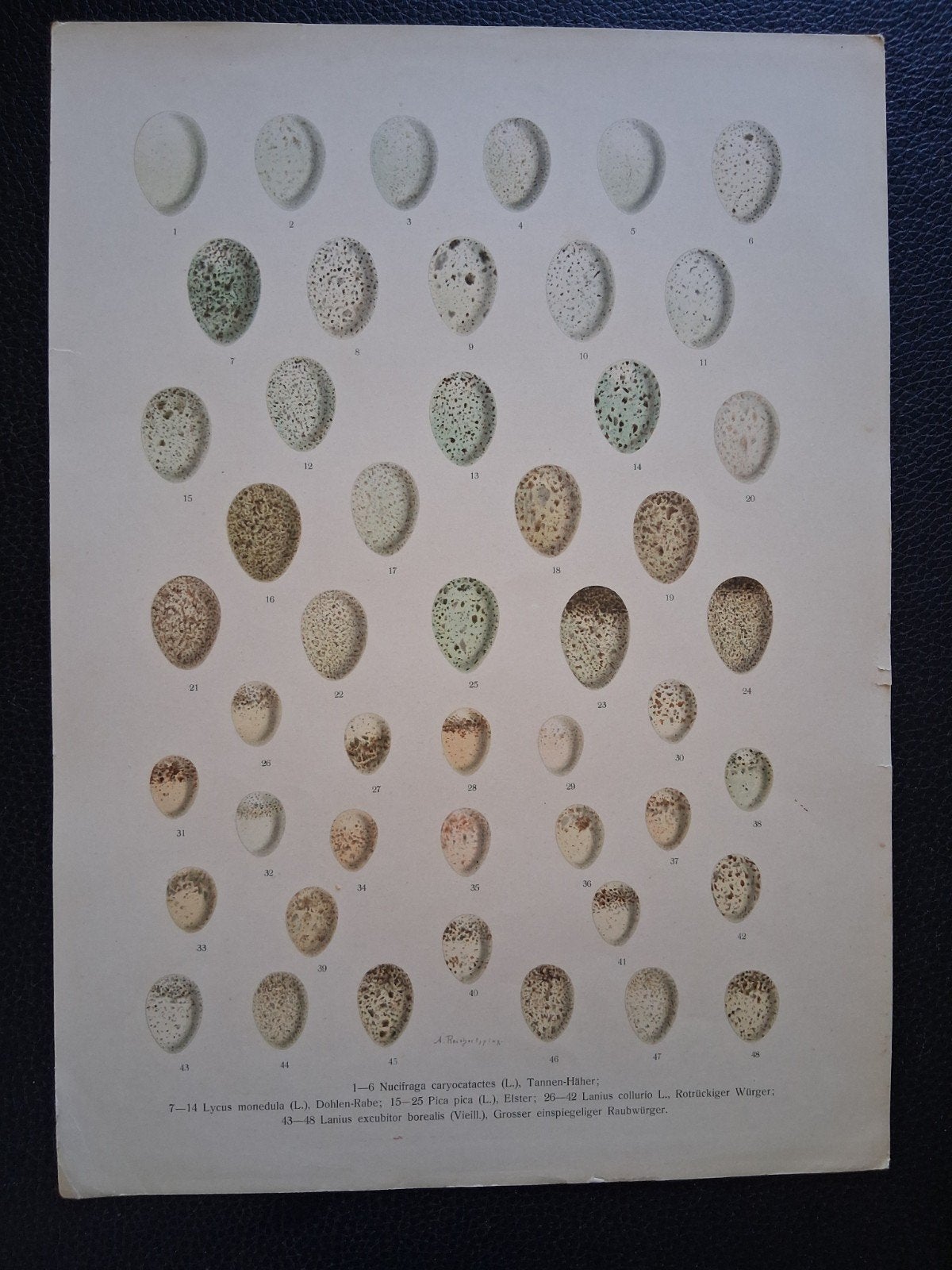 litho van diverse eieren j a naumann, Antiek en Kunst, Ophalen of Verzenden