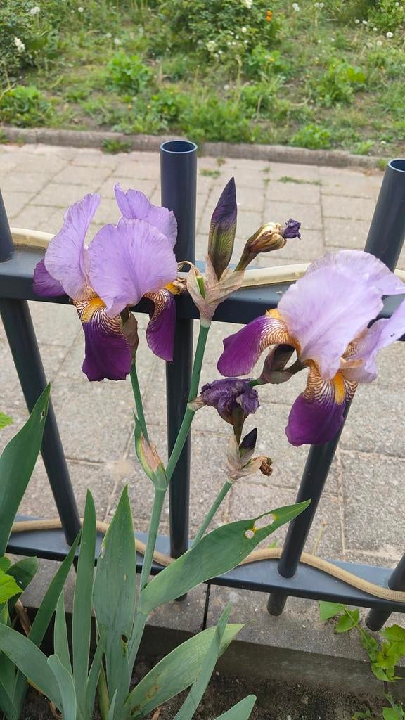 Prachtige paarse Irissen - Vaste plant voor uw tuin, Tuin en Terras, Planten | Tuinplanten, Ophalen of Verzenden