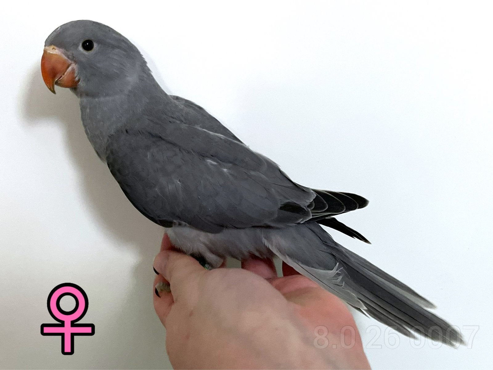Jonge Halsbandparkietjes, tam + DNA, Dieren en Toebehoren, Vogels | Parkieten en Papegaaien, Meerdere dieren, Parkiet, Geringd
