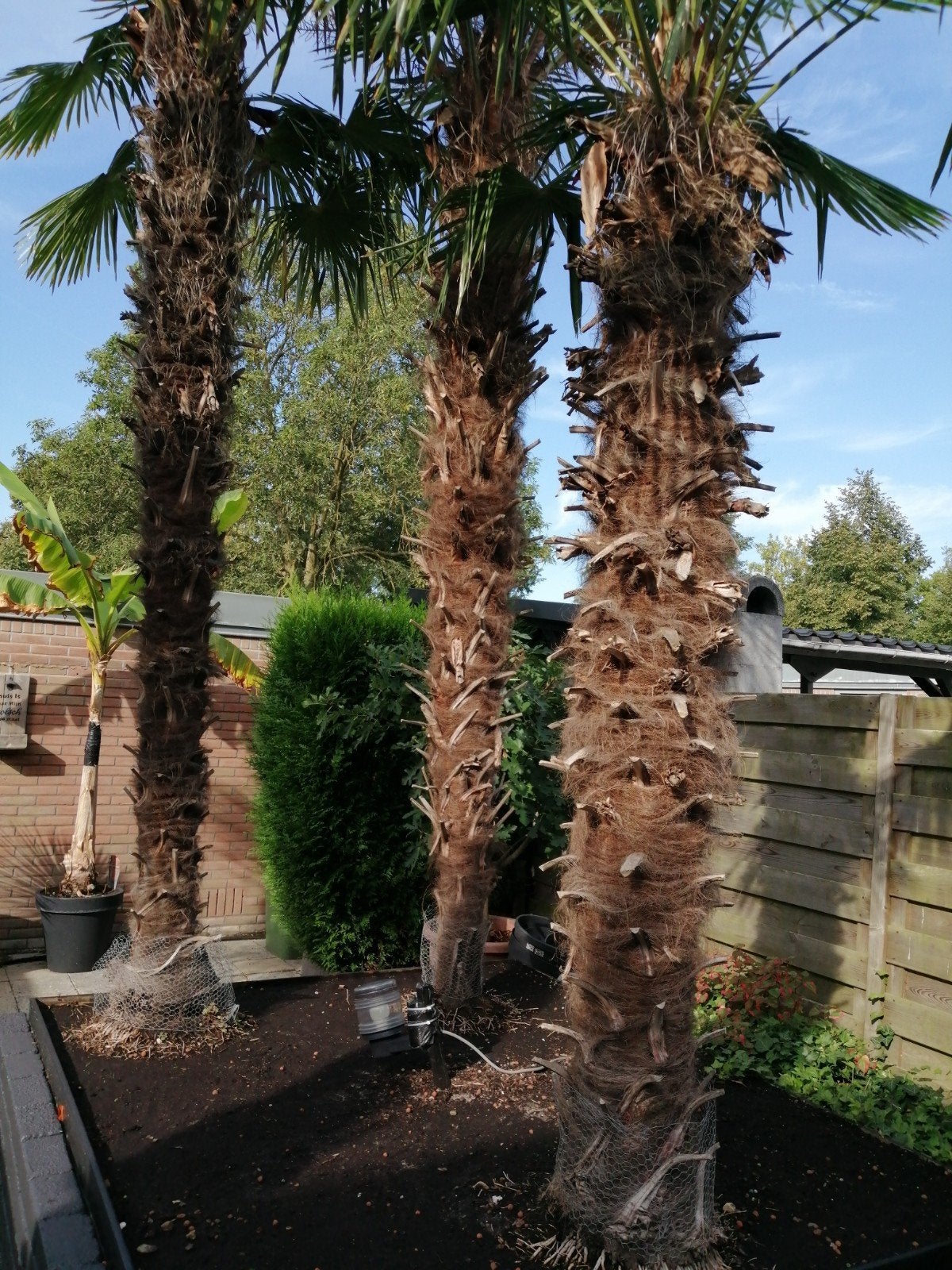 palmbomen winterhard, Volle zon, Ophalen of Verzenden, 250 tot 400 cm, Zomer