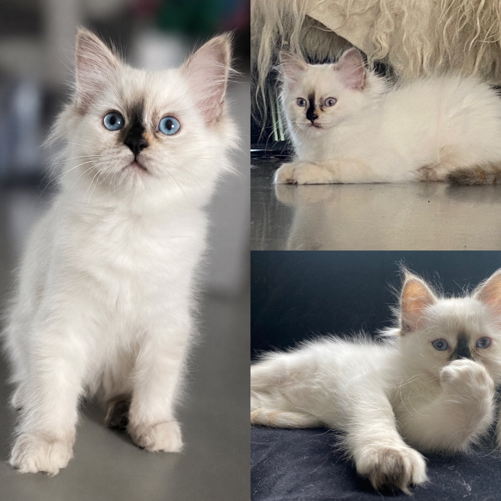 Ragdoll kitten poesje met stamboom
