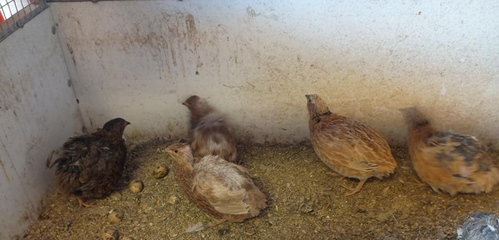 Japanse kwartels., Dieren en Toebehoren, Pluimvee, Meerdere dieren, Overige soorten