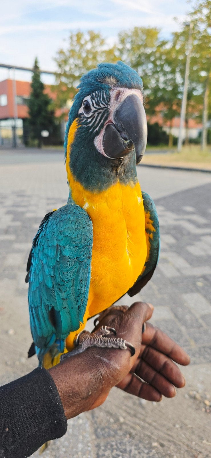 Blauw keel ara's / 2026 / Tam / Freeflight/, Dieren en Toebehoren, Vogels | Parkieten en Papegaaien, Meerdere dieren, Papegaai