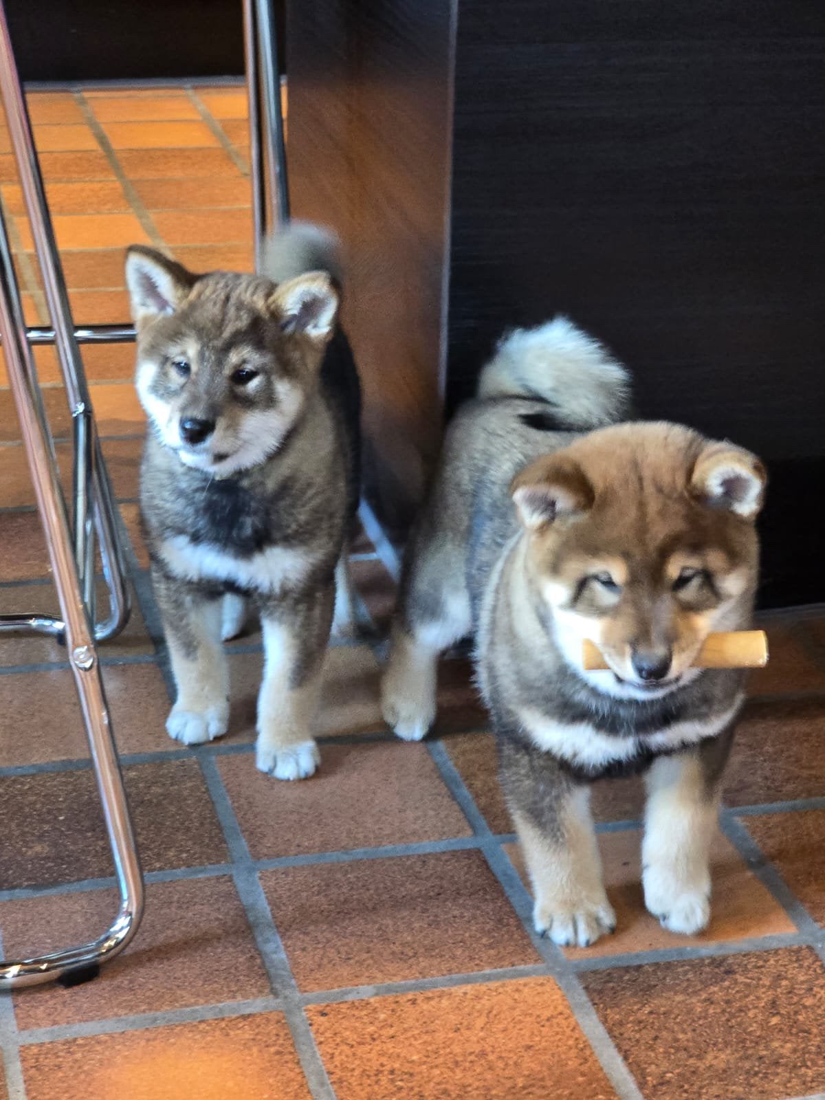 Shiba inu pups - stamboom - 10 weken, CDV (hondenziekte), België, Fokker | Hobbymatig, Overige rassen