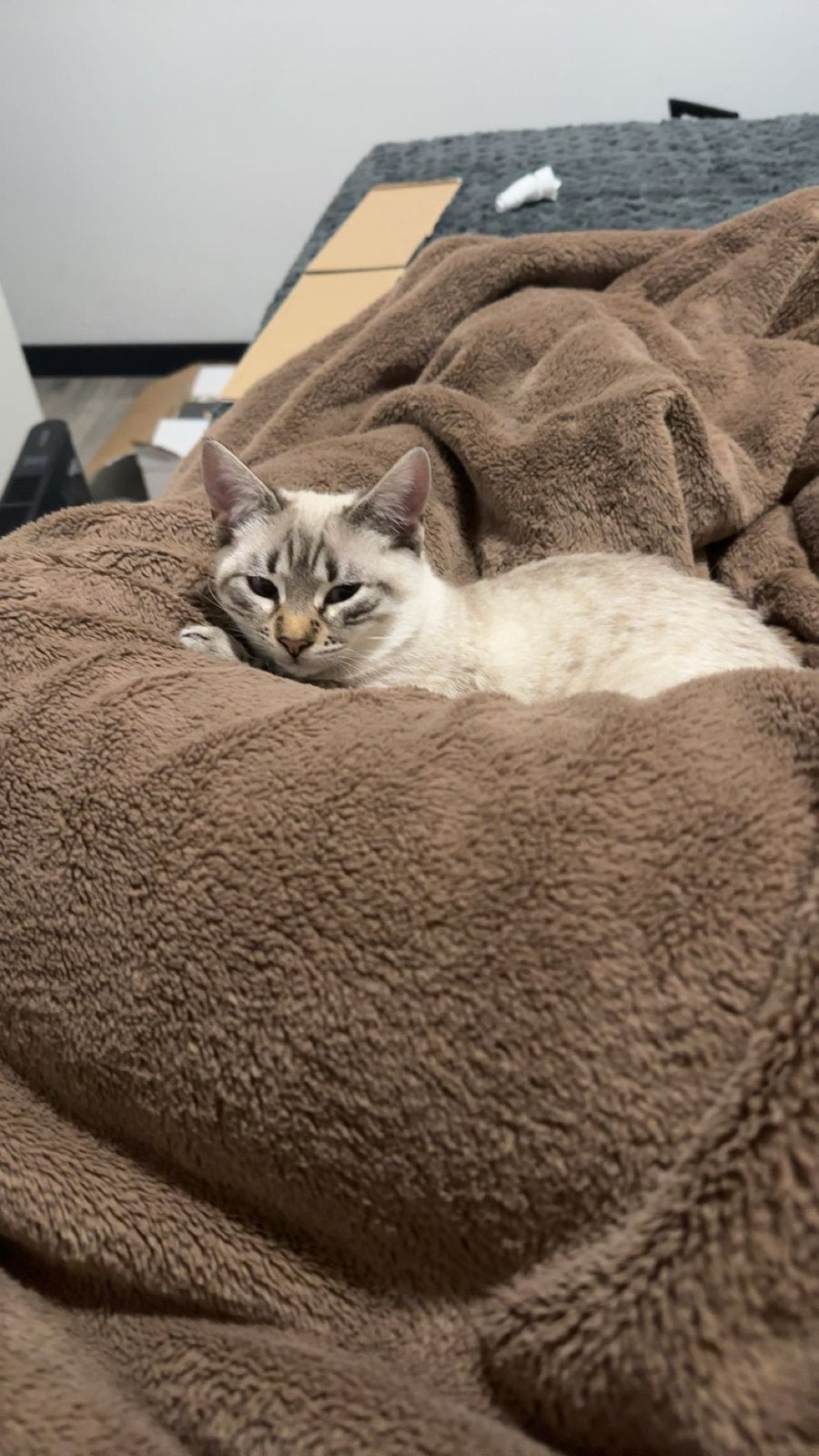 Siamese poes 8 maanden, Dieren en Toebehoren, Poes, Kortharig, 0 tot 2 jaar