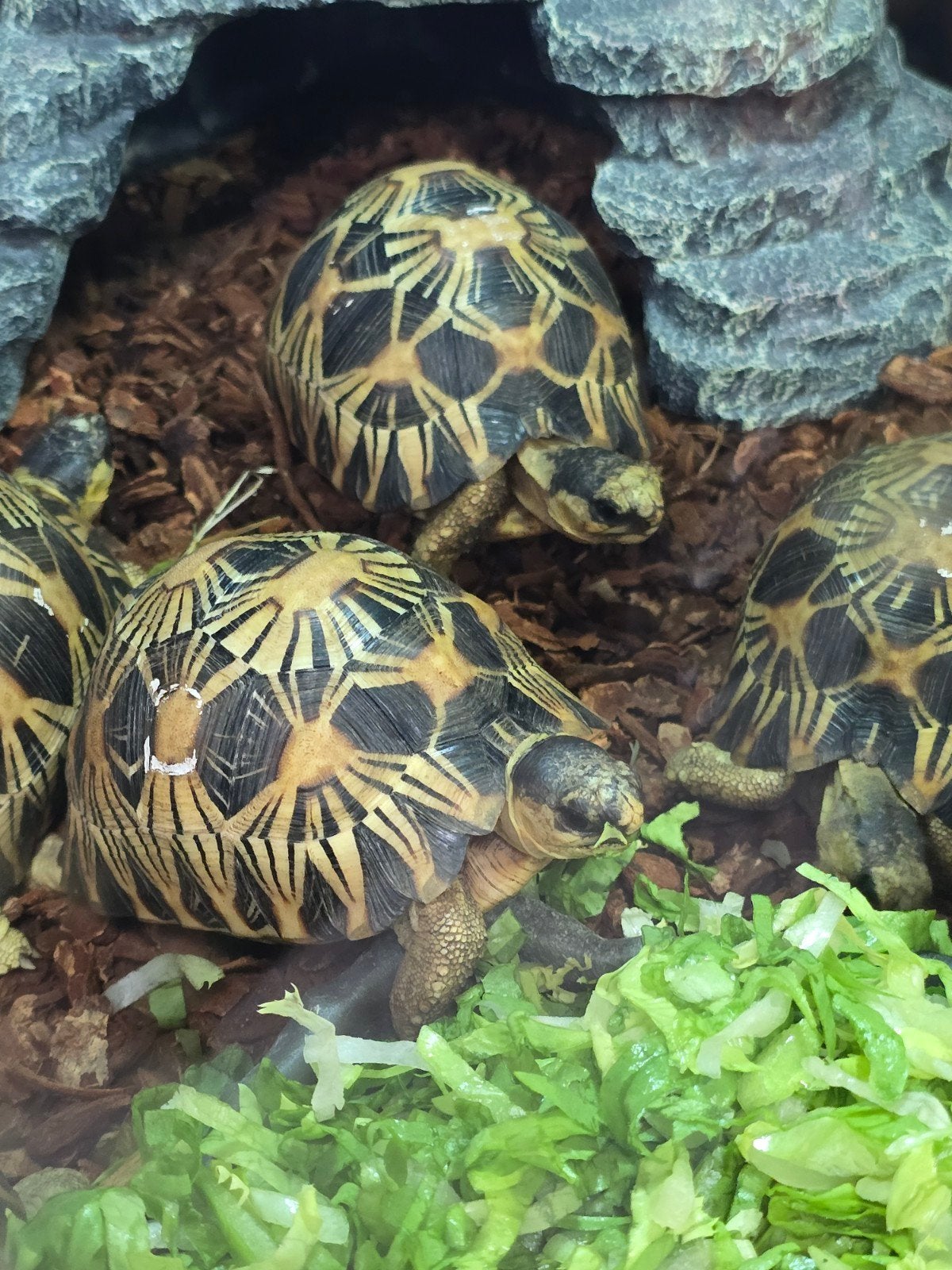 Prachtige stralenschildpadden (Astrochelys radiata) Tortoise photo 2