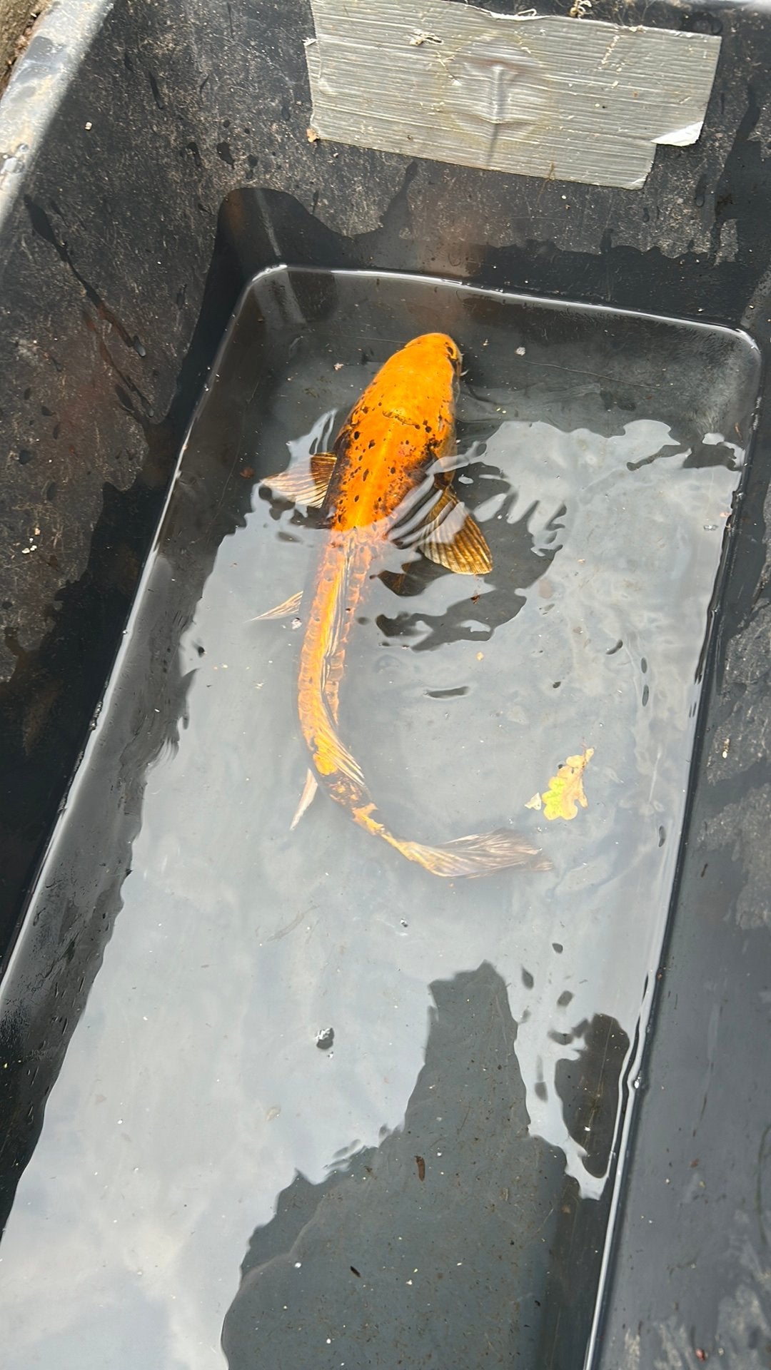 Koi 40 cm, Karper of Koi