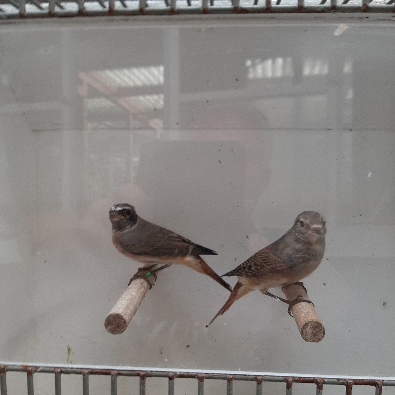 gekraagde roodstaarten, Dieren en Toebehoren, Meerdere dieren, Wildzangvogel, Geringd
