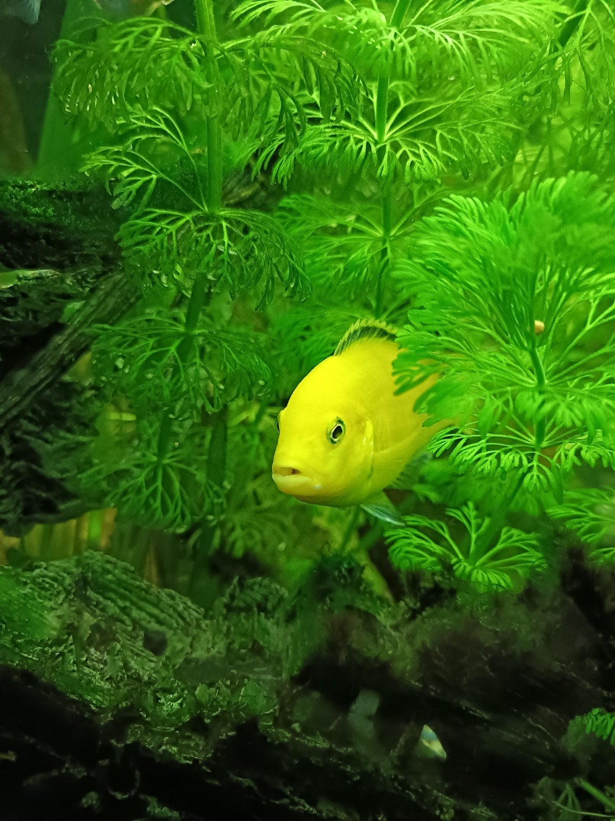 2 malawi chiclide, Dieren en Toebehoren, Vissen | Aquariumvissen, Vis, Zoetwatervis