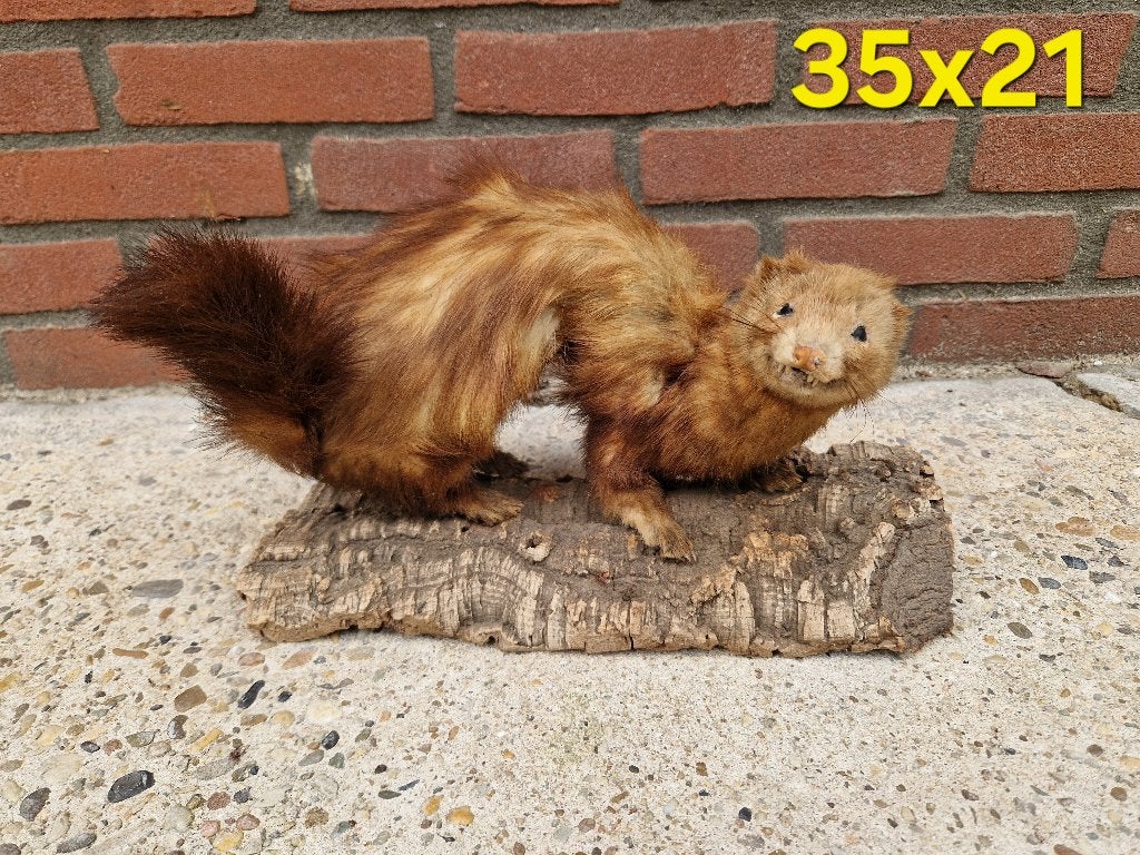 taxidermie hermelijntje, Ophalen of Verzenden, Wild dier, Opgezet dier