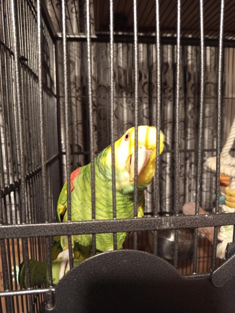 Dubbele geelkop Amazone, Dieren en Toebehoren, Vogels | Parkieten en Papegaaien, Vrouwelijk, Papegaai, Geringd