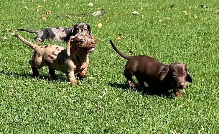 Teckel pups, Dieren en Toebehoren, Honden | Teckels en Dashonden, Parvo, Standaard, 8 tot 15 weken, Korthaar