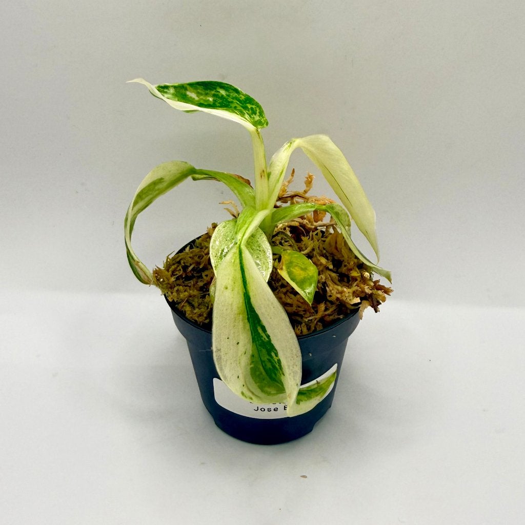 Philodendron Billietiae x José Buono Variegated, Huis en Inrichting, Kamerplanten, Verzenden, Halfschaduw, Minder dan 100 cm