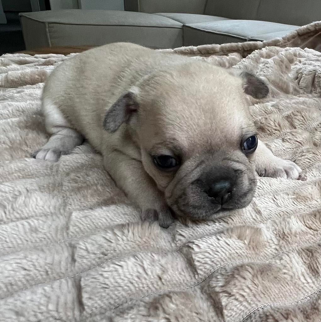 Franse bulldog pups ️, Dieren en Toebehoren, Honden | Bulldogs, Pinschers en Molossers, Parvo, 8 tot 15 weken, Bulldog, Meerdere