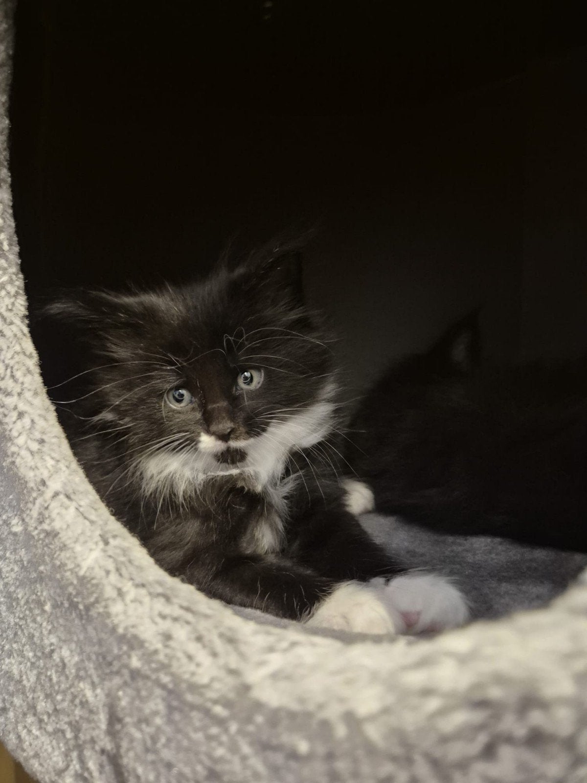 nog 1 prachtige main coon kitten, Dieren en Toebehoren, Meerdere dieren, Ontwormd