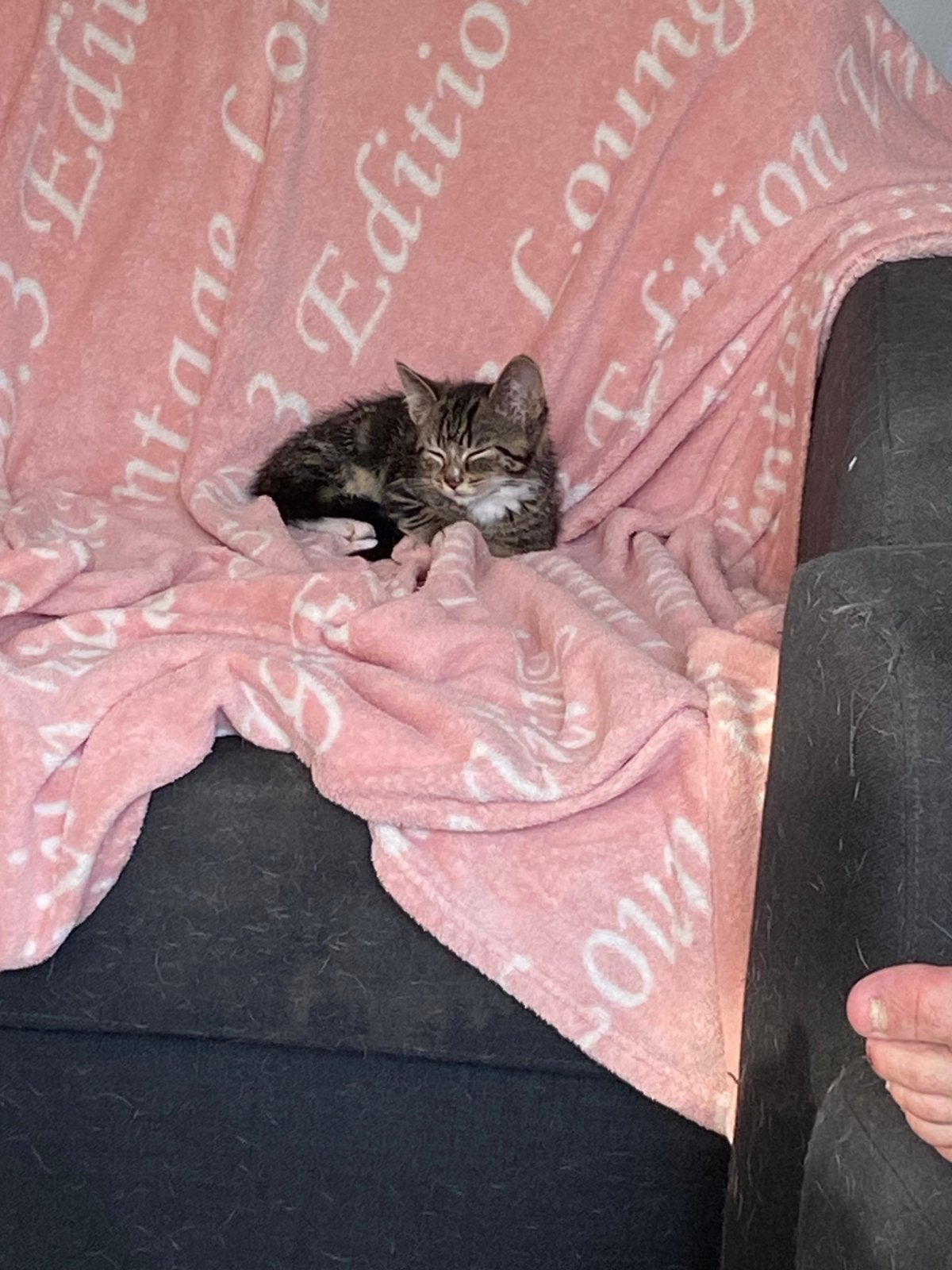 Kruising kitten, Meerdere dieren, Ontwormd