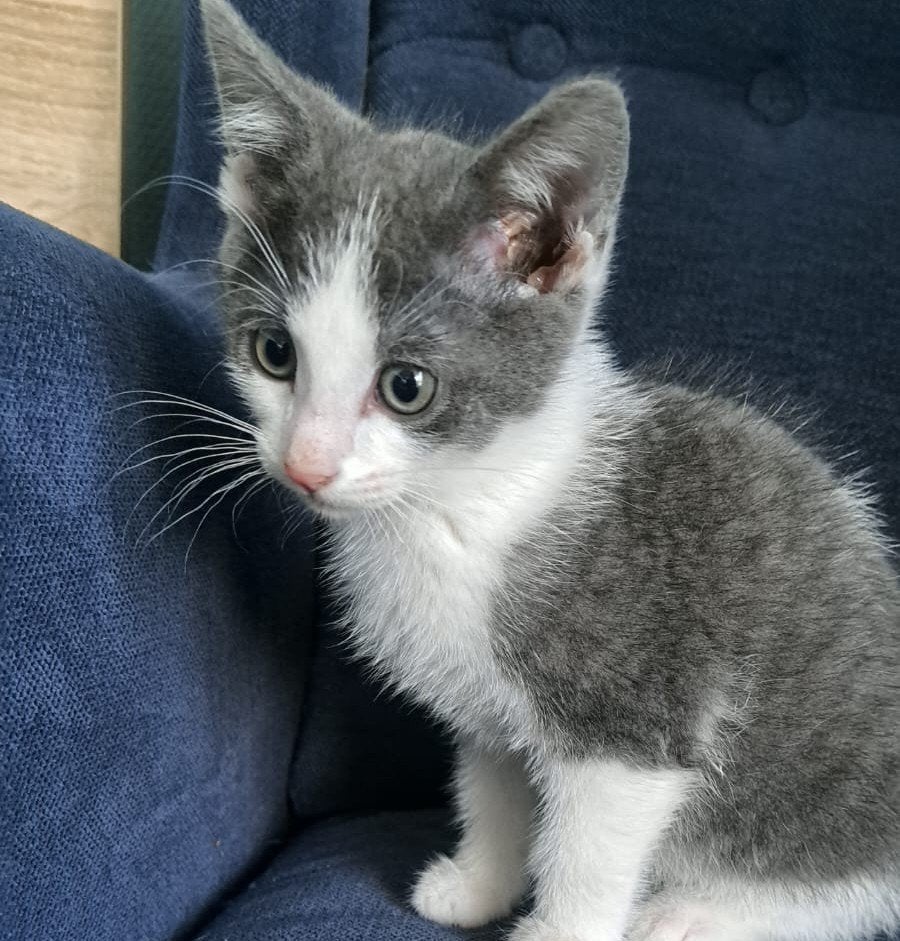 Lief kitten, poesje (grijs-wit) van 9 weken, zoekt een thuis, Dieren en Toebehoren, Poes, Kortharig, 0 tot 2 jaar