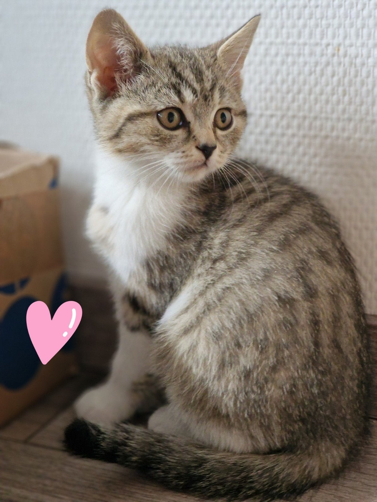 Britse korthaar kitten, Dieren en Toebehoren, Meerdere dieren, Kortharig, 0 tot 2 jaar