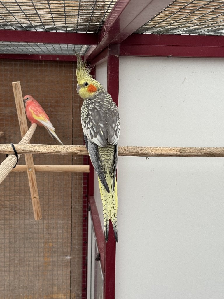 valkparkiet, Dieren en Toebehoren, Geslacht onbekend, Parkiet, Geringd
