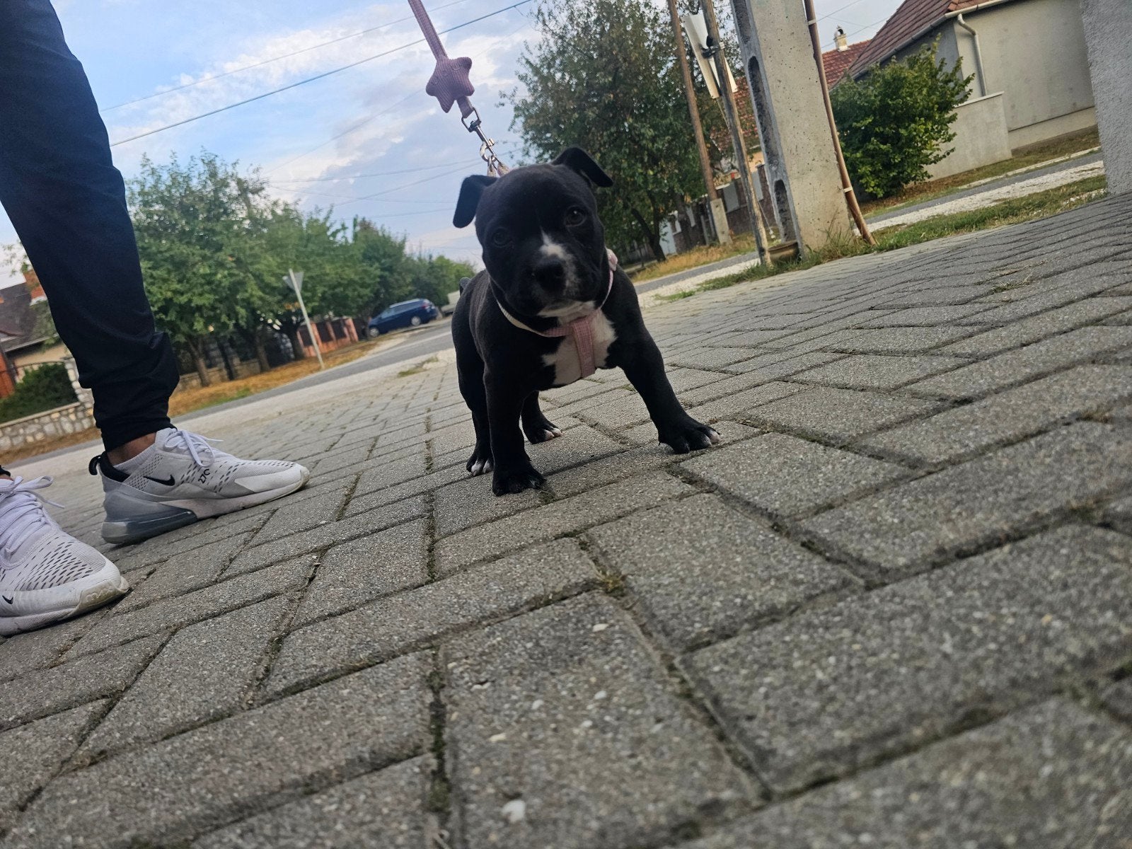 Pocket bully puppy, Dieren en Toebehoren, Parvo, 8 tot 15 weken, Teef, Bulldog