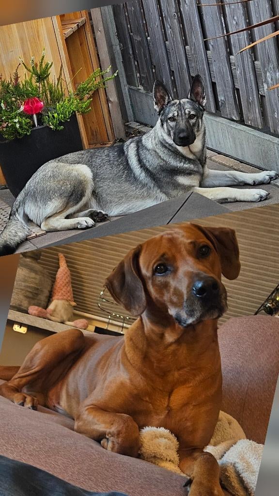 Uniek nest, ridgeback x herder/wolfskleur pups, Parvo, 8 tot 15 weken, Groot, Meerdere