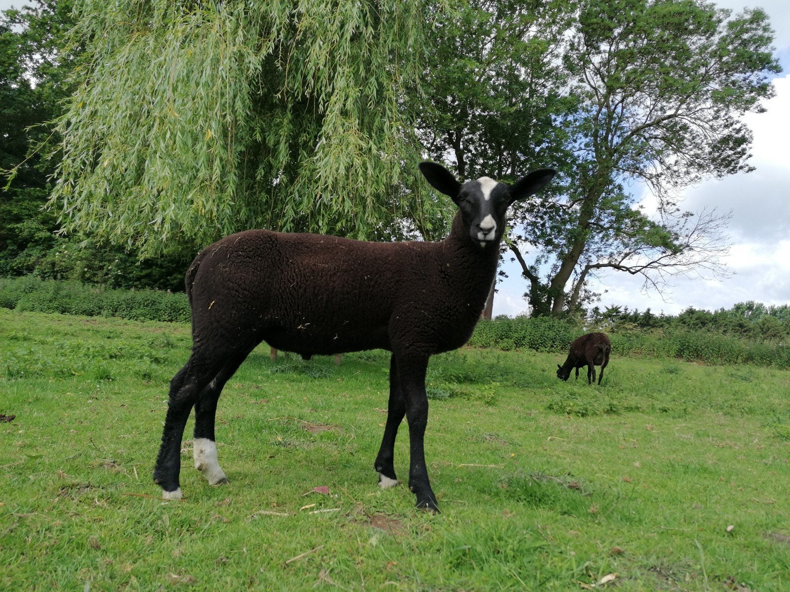 Zwartbles ramlammeren, Vrouwelijk, Schaap